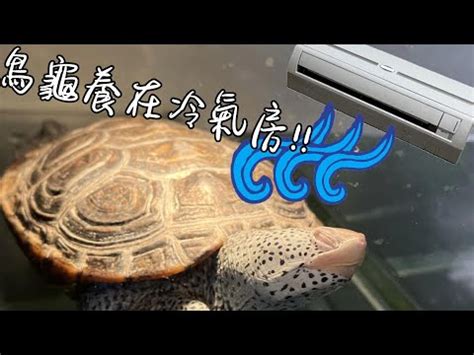 養烏龜 風水|【風水烏龜】這幾點風水禁忌最需要注意 